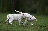 DOGUE ARGENTIN 288